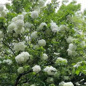 小仙摇  (顶级旋律DJ)