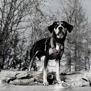 Inspiring (Calming Your Dog)