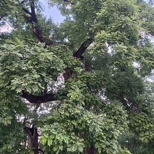 寒山寺（纯音乐）