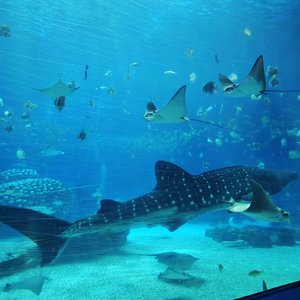 让你左右我的情绪