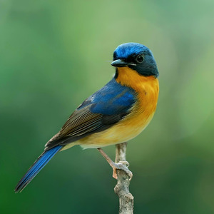 Burung Tledekan Gunung