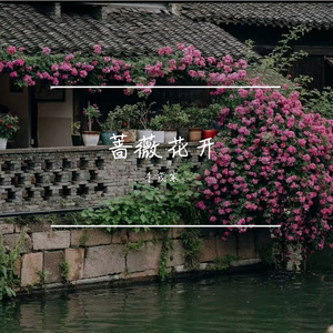 蔷薇花开