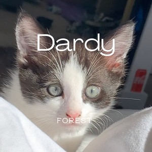 Dardy
