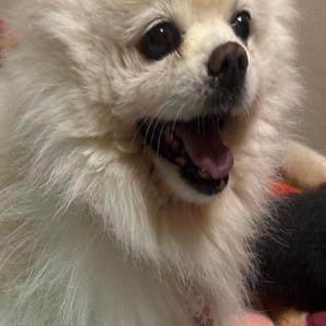 焚き火と雨だれの間で