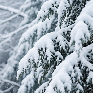 落雪