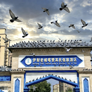 Taranqi（伊犁人）