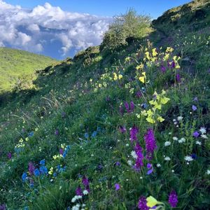 田野间小鸭的欢歌