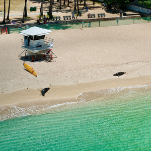 Monks of Kaimana