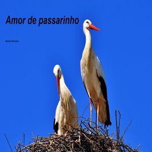 Amor de passarinho