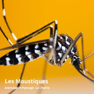 Les moustiques