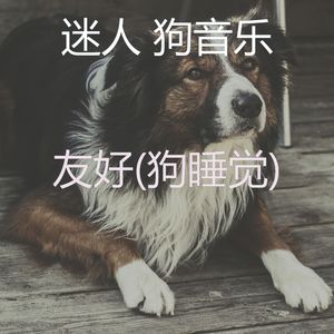 极好(狗睡觉)