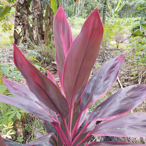 Jatuh Cinta Lagi Sape