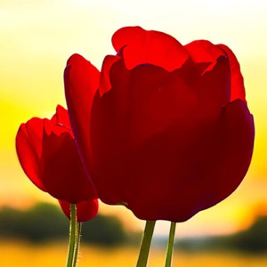 願いが叶うとしたら