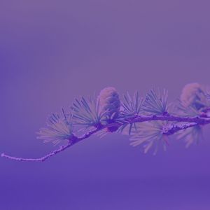 一尘不染星期日印象数