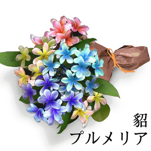 プルメリア