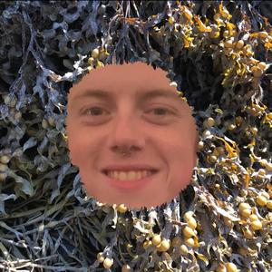 Cuttlefish