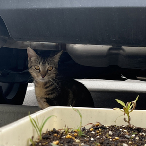 좋아하니까 (Because I Like You)