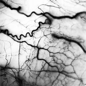 Veins