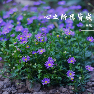 愿你心之所想皆成