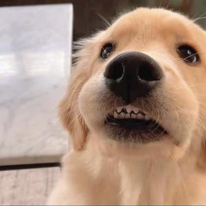 风吹麦浪（翻唱）