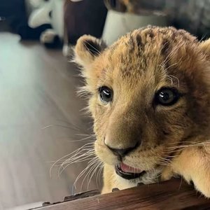 晚风敲竹林的回音