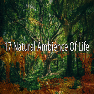 純淨寧靜的森林