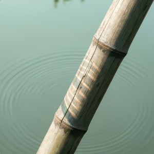 Bamboo Stillness