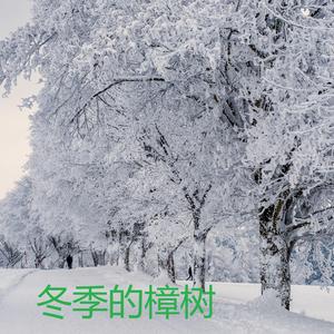 冬季的樟树