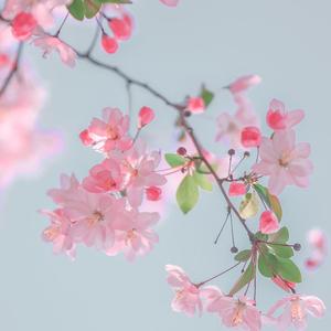 花.间.酒（翻自 澄海伯伯）