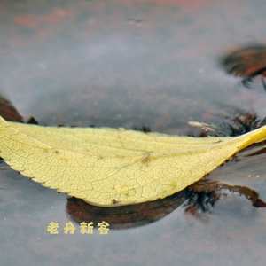 寒梅落尽 (钢琴曲)