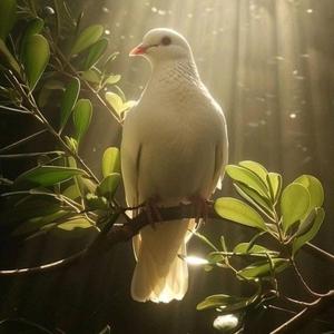 Dove