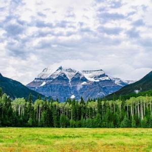 白鸽弦舞（茶室舒缓轻音乐）