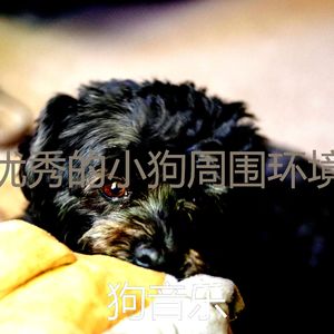 有趣幼犬情怀
