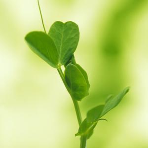 大鱼——温雨川老师作品