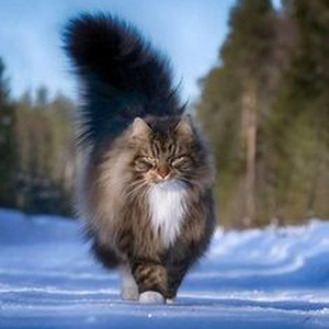 Song While You're Away (nightcore)