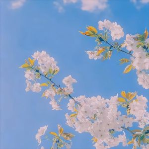 夏日之恋