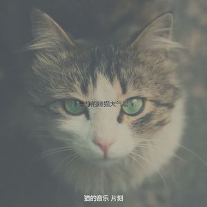 微妙的睡猫心情