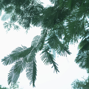 学习时光不枯燥 (八音盒)