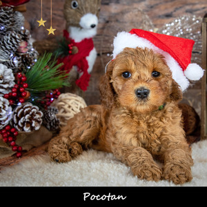 サンタの煙突の大失敗