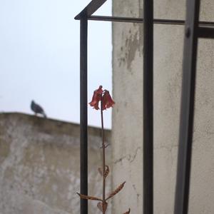 Unable to Comprehend