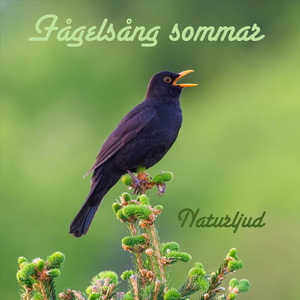 Fågelsång och fågelkvitter vid fors