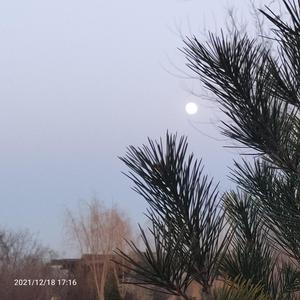 不是因为寂寞才想你