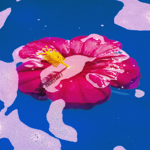 Purple petunia