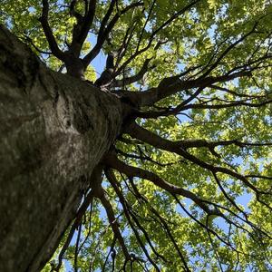 Roots