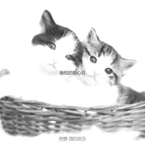 诗意的可爱的猫节奏