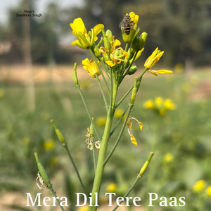 Gutkha Aur Pan Kha Ke