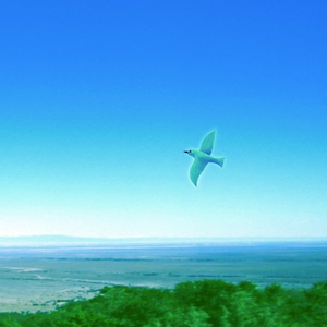 Reflections on the sea