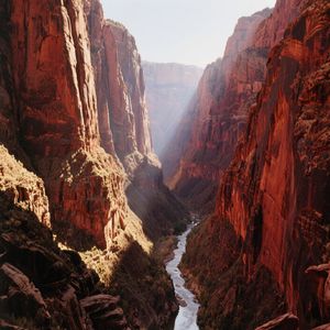 蒲公英飘向远方