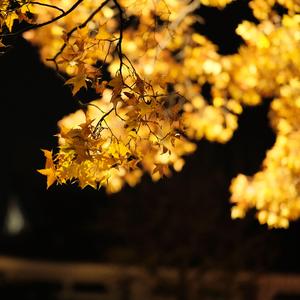 魔法がとけるその前に