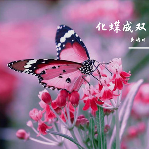 化蝶成双